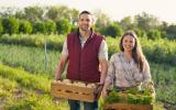 Gospodarstwo rolne małżonków a rejestracja do VAT - jak zgłosić gospodarstwo rolne do VAT?