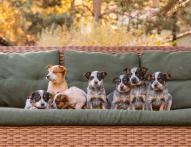 Hodowla zwierząt rasowych w ramach gospodarstwa rolnego a opodatkowanie