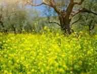 Odpłatne zbycie działki w ROD – kiedy unikniesz podatku?