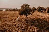 Sprzedaż gruntu rolnego deweloperowi