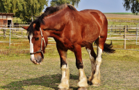 Inwentarz żywy jako środek trwały