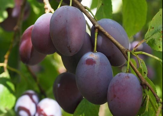 Śliwki - czy warto włączyć je do letniej diety?