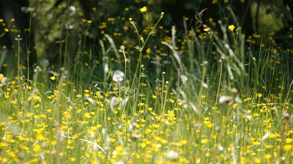 Alergia - jak można z nią naturalnie walczyć?