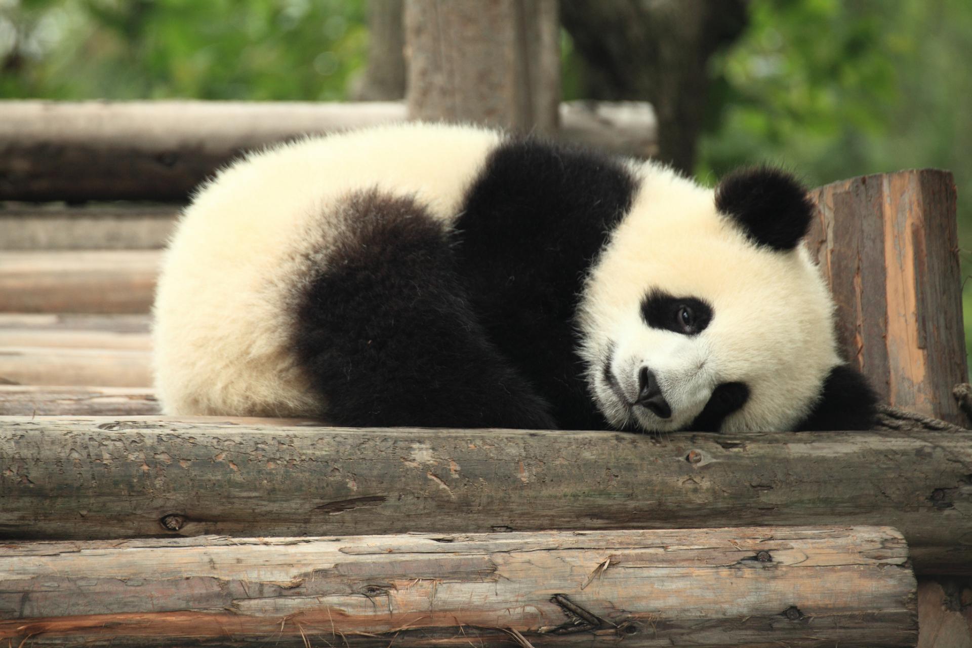 Content marketing - Jaki wpływ na rozwój Content Marketingu mają algorytmy Panda i Pingwin? (cz. 2)