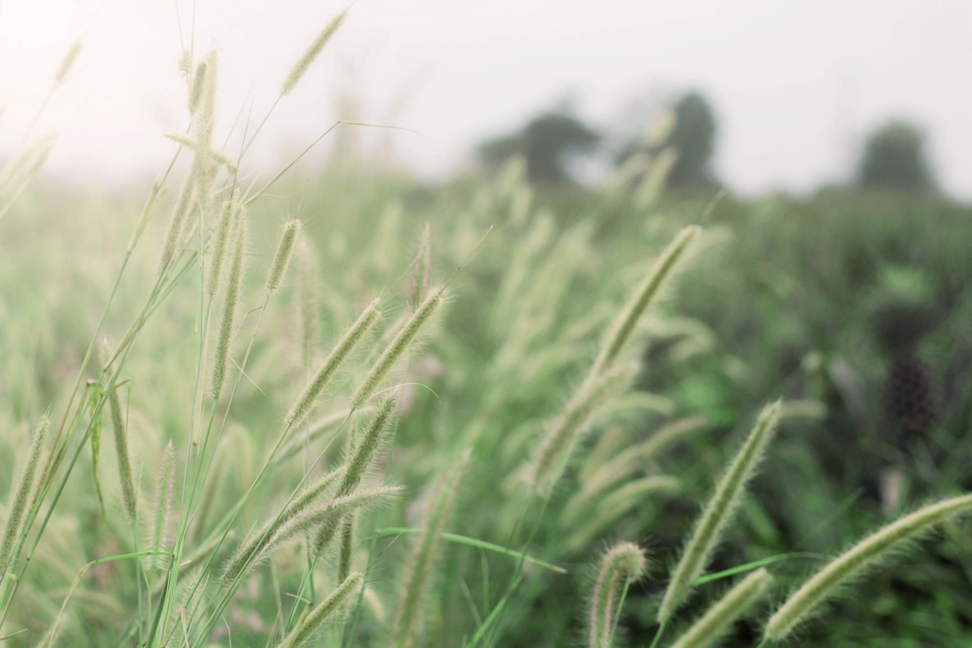 Program LIFE – dotacje na rzecz środowiska i klimatu