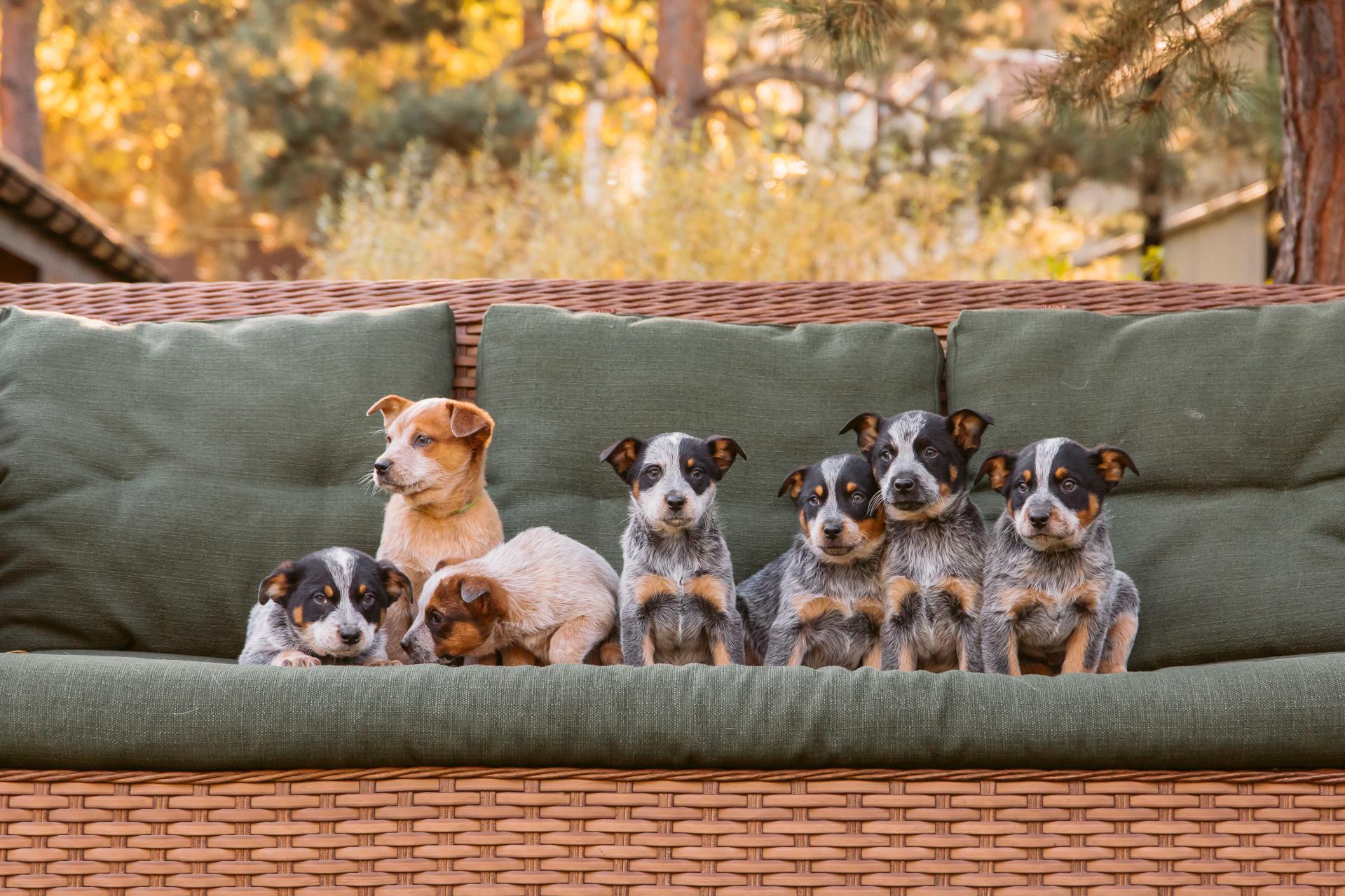 Hodowla zwierząt rasowych w ramach gospodarstwa rolnego a opodatkowanie