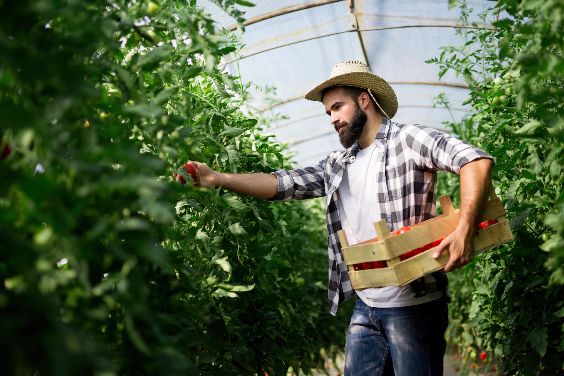 Rolnik podejmujący pracę a ubezpieczenie w KRUS 2025 r.
