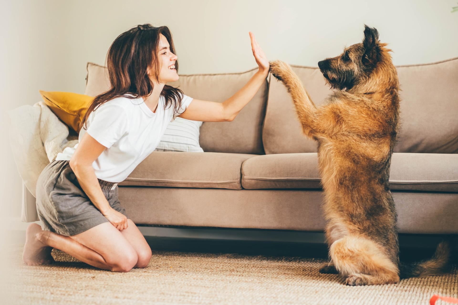 Podatek od posiadania psa - czym jest?