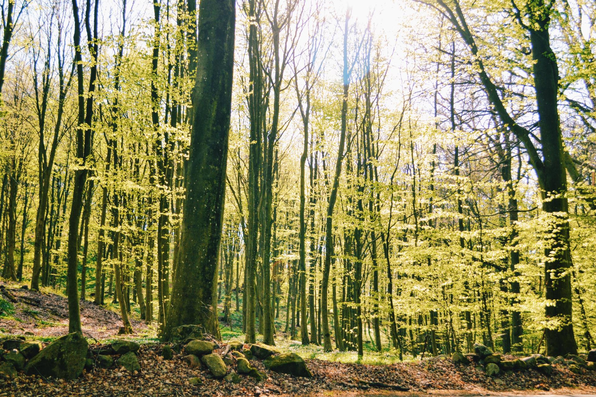Czy ukąszenie przez kleszcza uznaje się za wypadek w pracy?