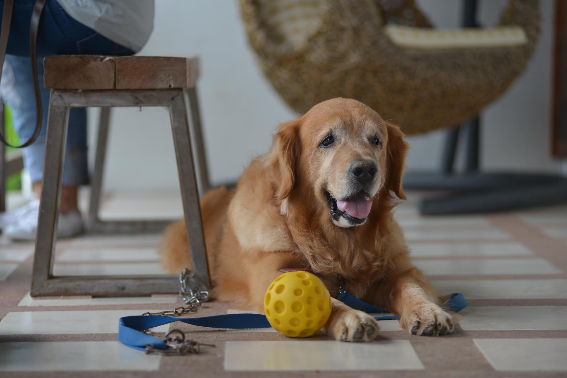 Odpowiedzialność za szkody spowodowane przez zwierzę - co na ten temat stanowią przepisy?