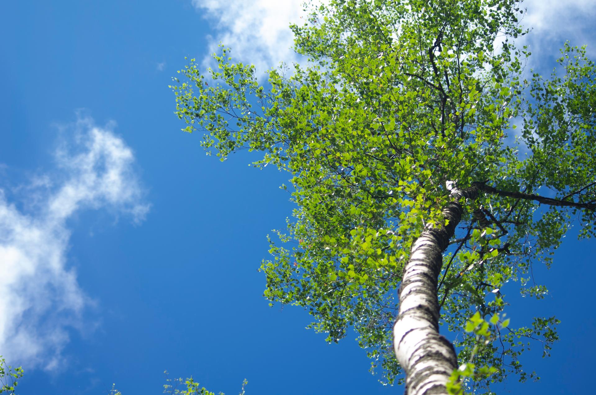 Zezwolenie na wycięcie drzew – co warto wiedzieć?